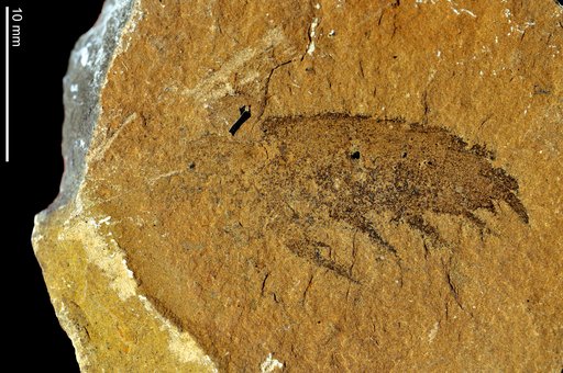 Anomalocaris canadensis Whiteaves, 1892