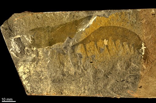 Anomalocaris canadensis Whiteaves, 1892