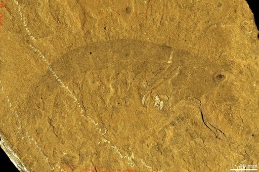 Anomalocaris canadensis Whiteaves, 1892