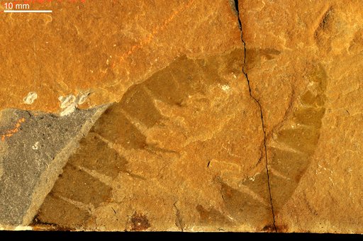 Anomalocaris canadensis Whiteaves, 1892
