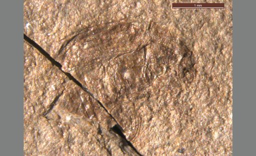Oligobruchus scudderi (Wickham)