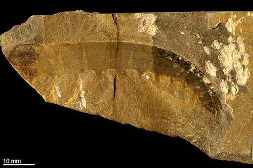 Anomalocaris canadensis Whiteaves, 1892