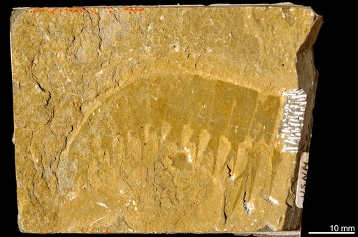 Anomalocaris canadensis Whiteaves, 1892