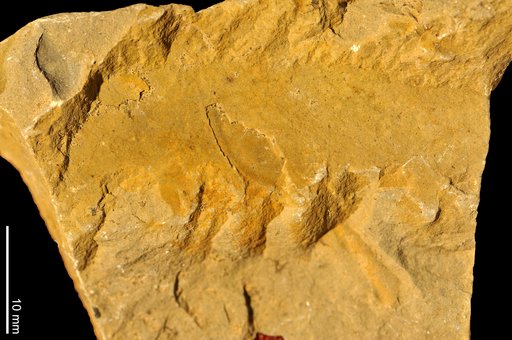 Anomalocaris canadensis Whiteaves, 1892