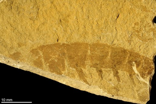 Anomalocaris canadensis Whiteaves, 1892