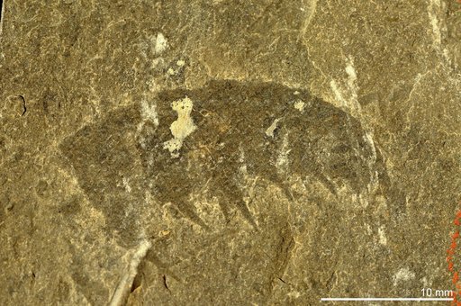 Anomalocaris canadensis Whiteaves, 1892