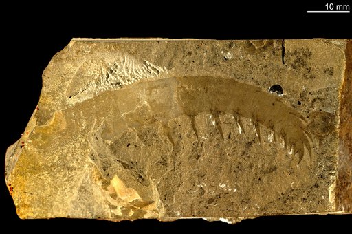 Anomalocaris canadensis Whiteaves, 1892