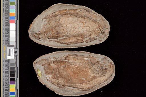 Ceratiocaris (Colpocaris) bradleyi Meek