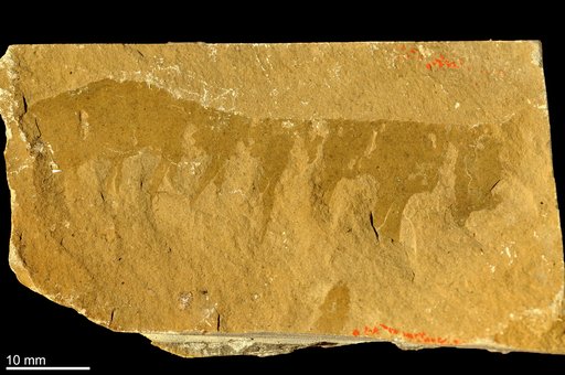 Anomalocaris canadensis Whiteaves, 1892