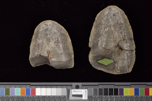 Concavicaris bradleyi (Meek)
