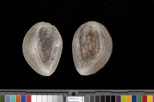 Concavicaris bradleyi (Meek)