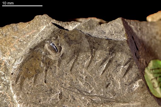 Anomalocaris ? whiteavesi Walcott