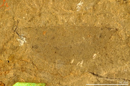 Anomalocaris ? acutangulus Walcott