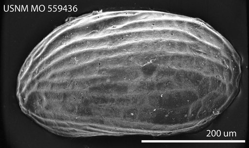 Cytherura forulata Edwards, 1944