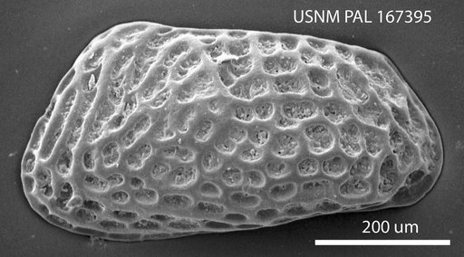 Bensonocythere trapezoidalis (Swain, 1974)
