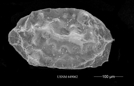 Amphicytherura pandicosta carina Crane, 1965