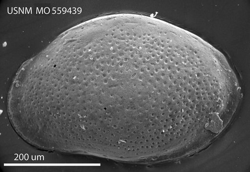 Loxoconcha subrhomboidea Edwards, 1944