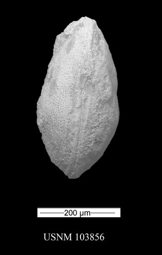 Metacypris todiltensis Swain