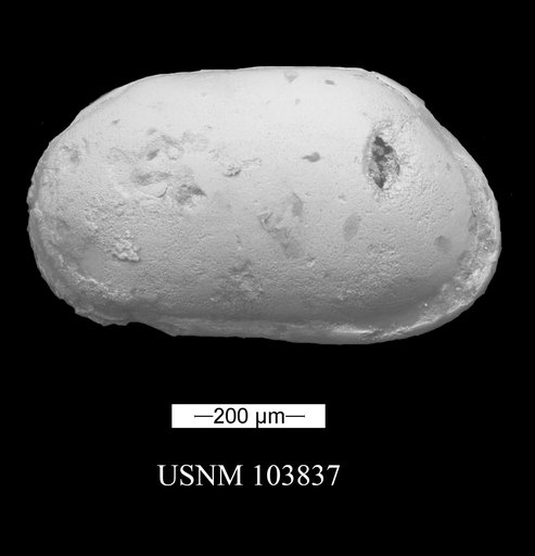 Cypris bahiensis Swain, 1946