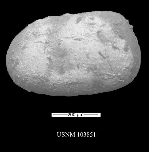 Metacypris postangularis var. inornata Swain, 1946