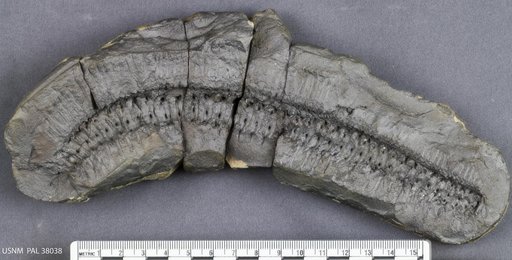 Acantherpestes major (Meek & Worthen)