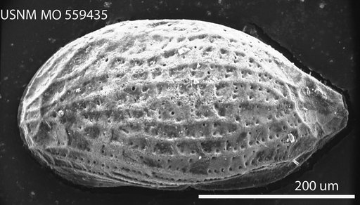 Cytherura reticulata Edwards, 1944