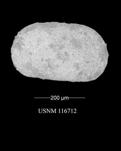 Amphissites simplicissimus Knight, 1928