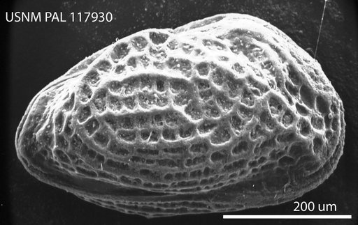 Procytheridea exempla Peterson, 1954