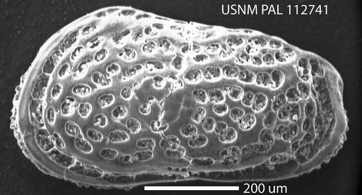 Muellerina ohmerti Hazel