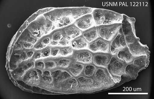 Radimella dictyon Pokorny, 1968