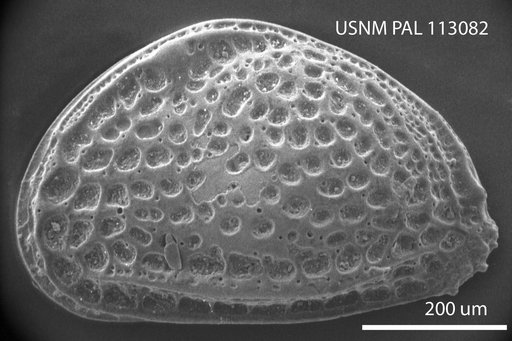 Aurila conradi californica Benson & Kaesler, 1963