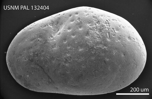 Fossocytheridea lenoirensis Swain & Brown, 1964