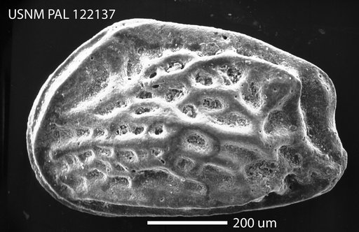 Radimella ponderosa Pokorny, 1968