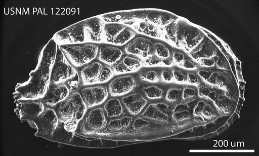 Radimella dictyon Pokorny, 1968