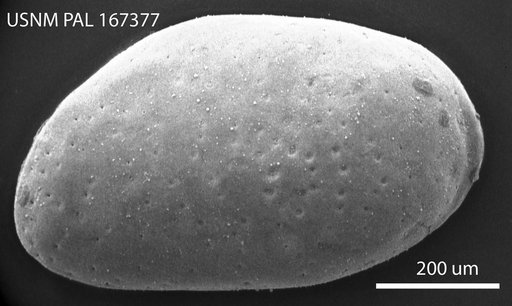 Proteoconcha jamesensis Hazel in Ray, 1983