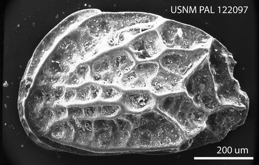 Radimella ponderosa Pokorny, 1968