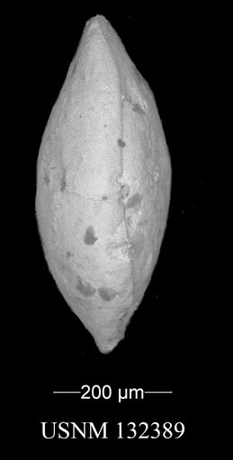 Bairdia comanchensis Alexander