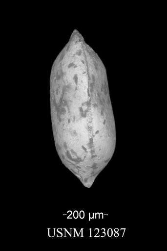 Bairdia notoconstricta Gibson