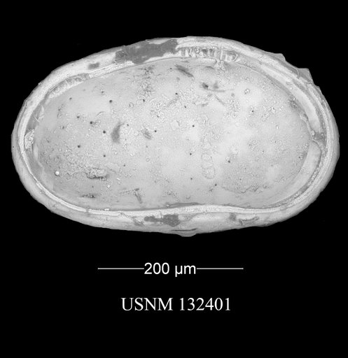 Fossocytheridea lenoirensis Swain & Brown, 1964