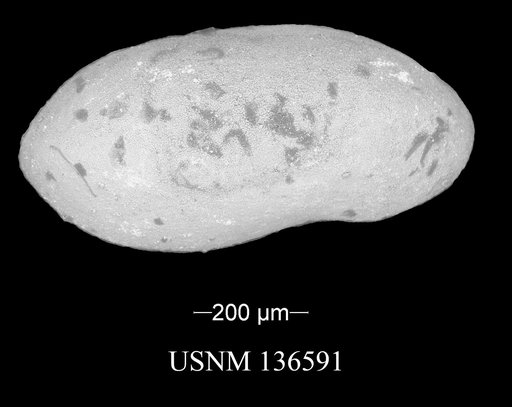 Bairdiacypris incurvatus Kraft