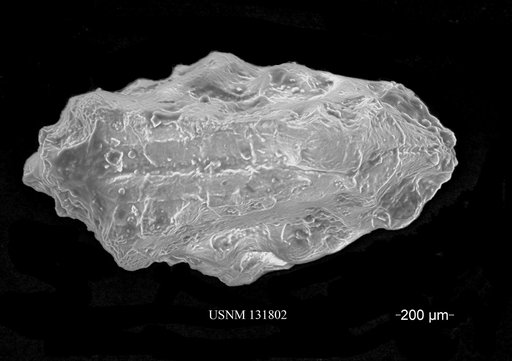 Amphicytherura iniqua Holden, 1964