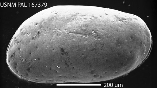 Proteoconcha jamesensis Hazel in Ray, 1983