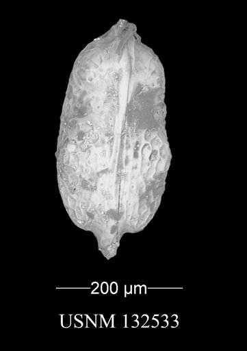 Perissocytheridea odomensis Swain & Brown, 1964