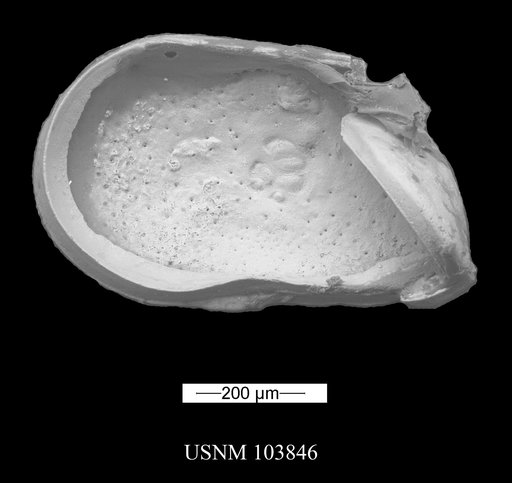 Cypridea (Paracypridea) obovata Swain, 1946