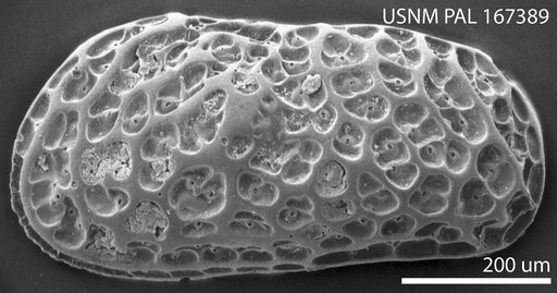 Bensonocythere gouldensis Hazel in Ray, 1983