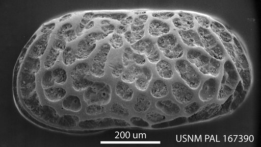 Bensonocythere gouldensis Hazel in Ray, 1983