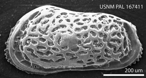 Muellerina blowi Hazel