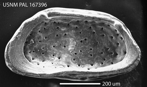 Bensonocythere trapezoidalis (Swain, 1974)