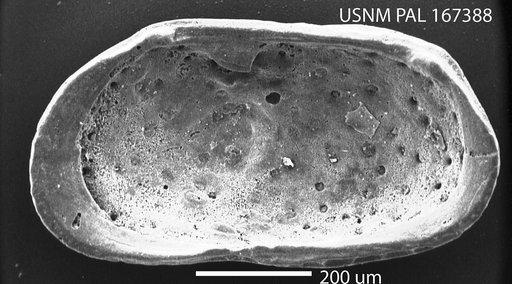 Bensonocythere gouldensis Hazel in Ray, 1983
