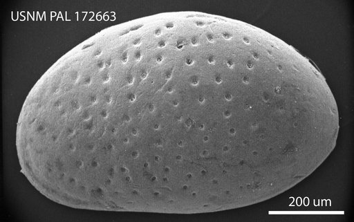 Peratocytheridea sandbergi Hazel in Ray